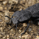 A diabolical ironclad beetle.